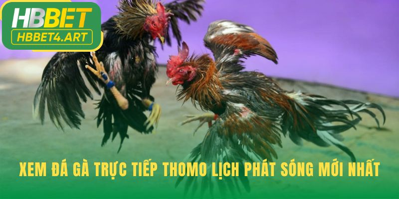 Lịch phát sóng đá gà Thomo cập nhật chính xác mỗi ngày